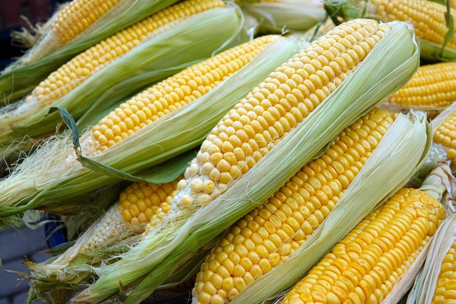 Organic Raw Vegetable Corn photo