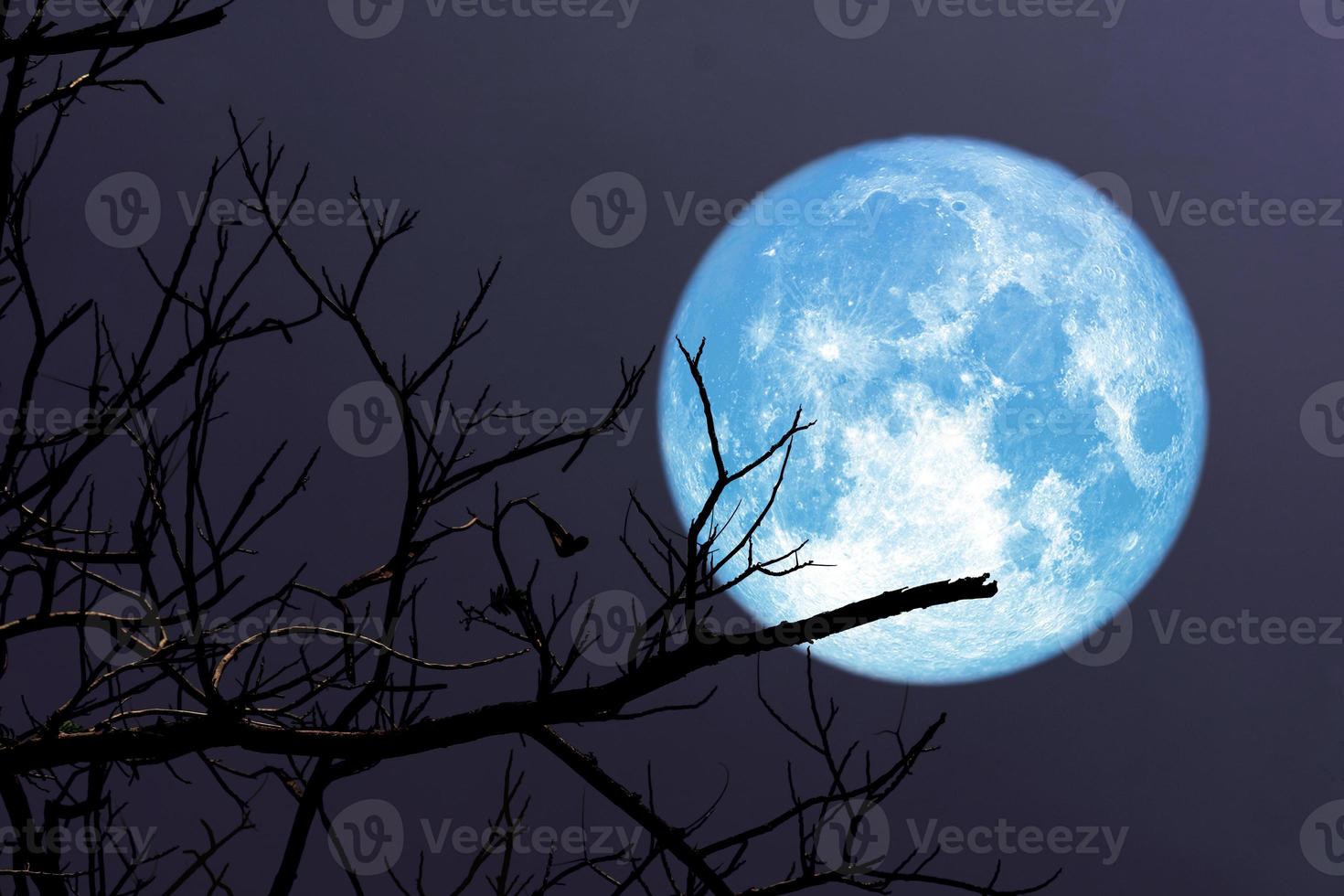 Super blue moon and silhouette of branch tree in the night sky photo