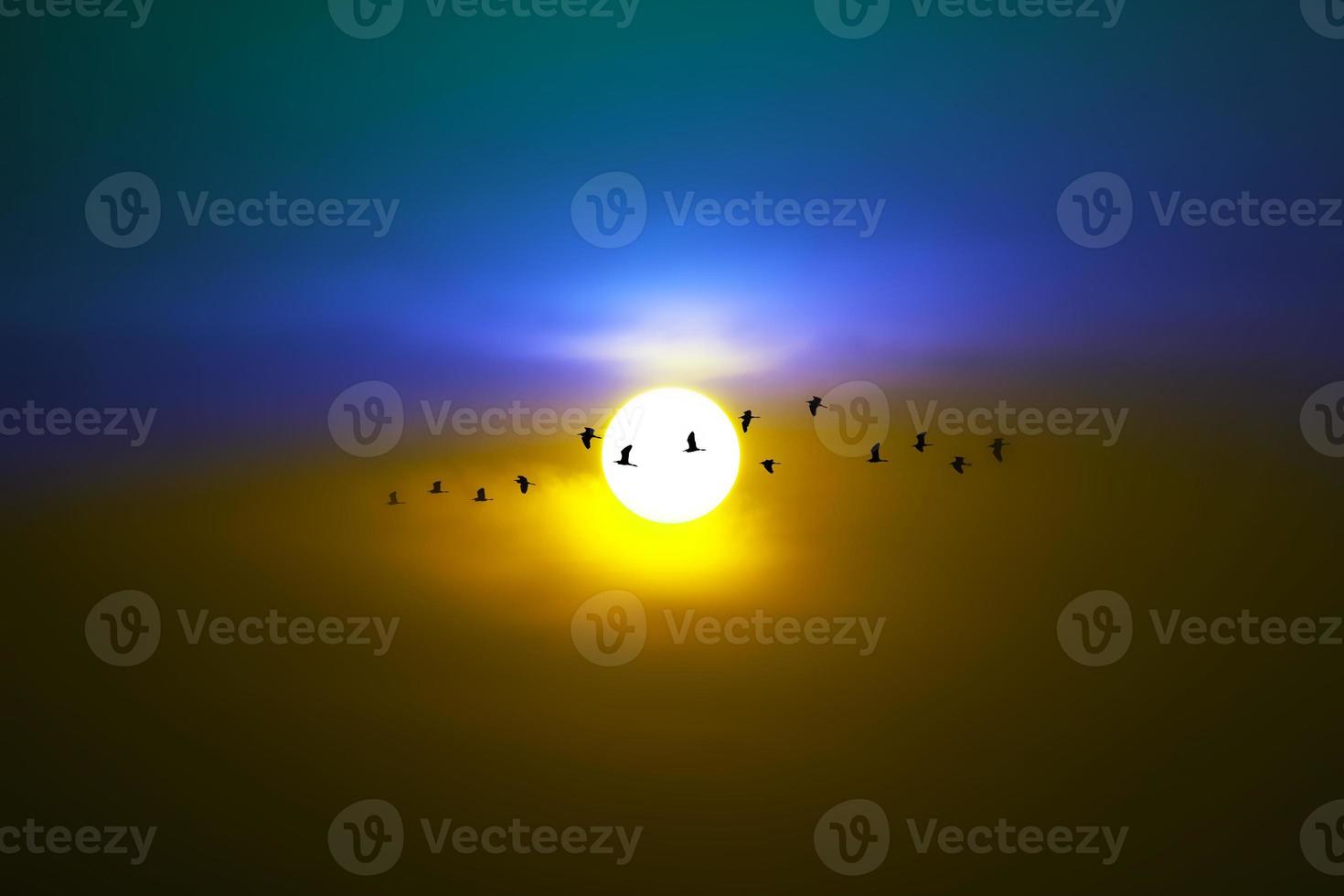 Sunset on the evening sky and birds flying photo