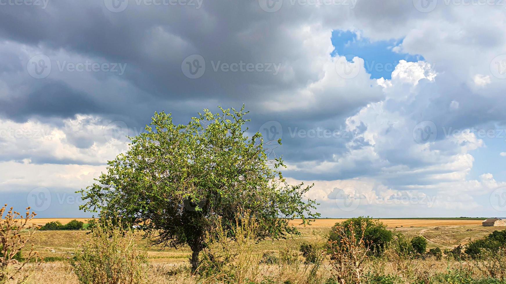 Dark sky over a yellow field. A thunderstorm is coming. photo