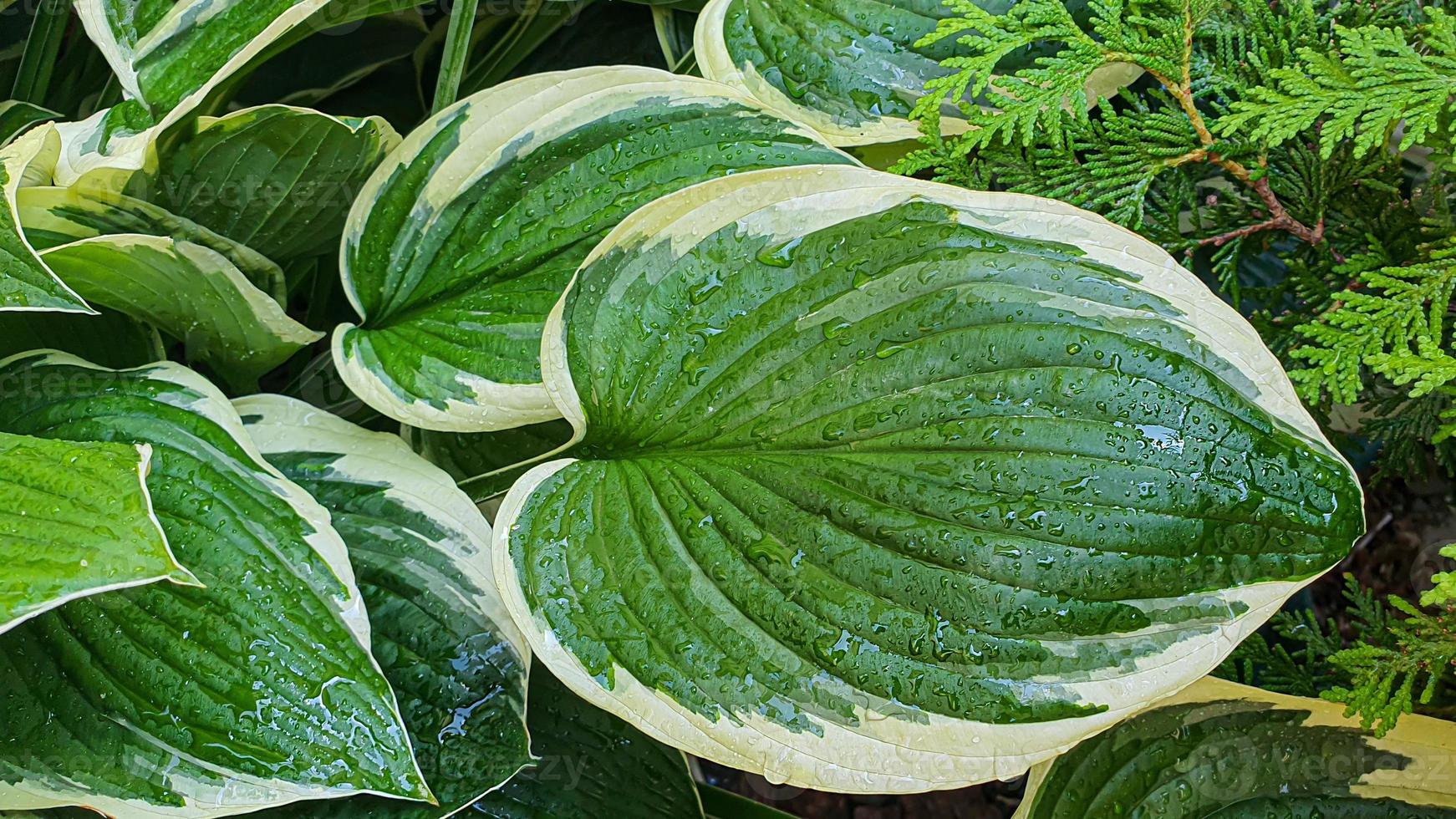 Plants on a stone background. Branches with green leaves, flowers. photo