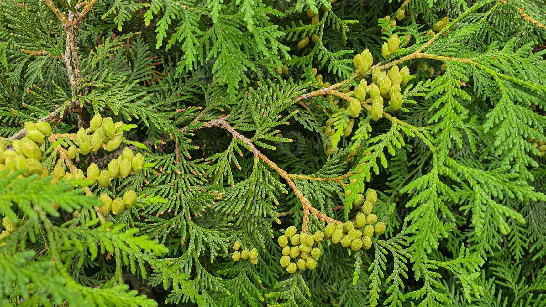 Plants on a stone background. Branches with green leaves, flowers. photo