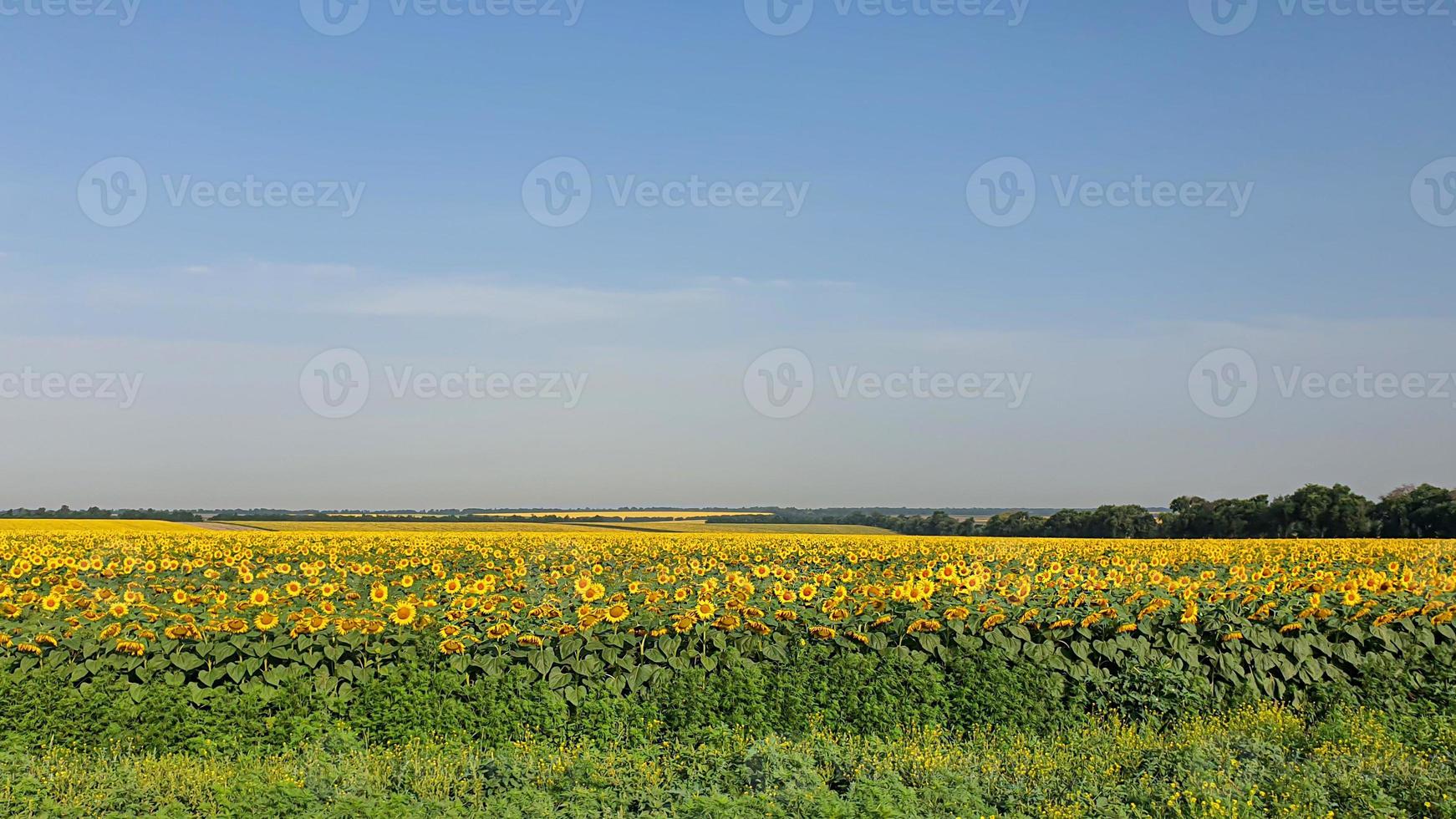 Dark sky over a yellow field. A thunderstorm is coming. photo