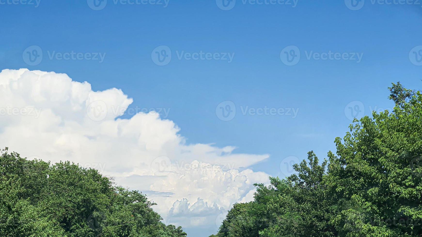 cielo azul con nubes, pájaros voladores y ramas verdes. foto