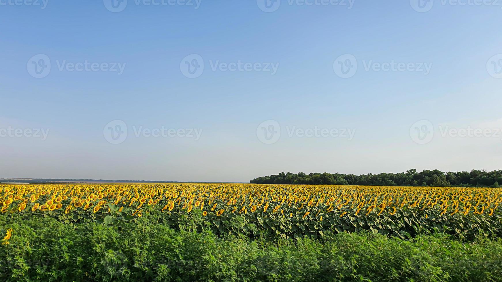 Dark sky over a yellow field. A thunderstorm is coming. photo