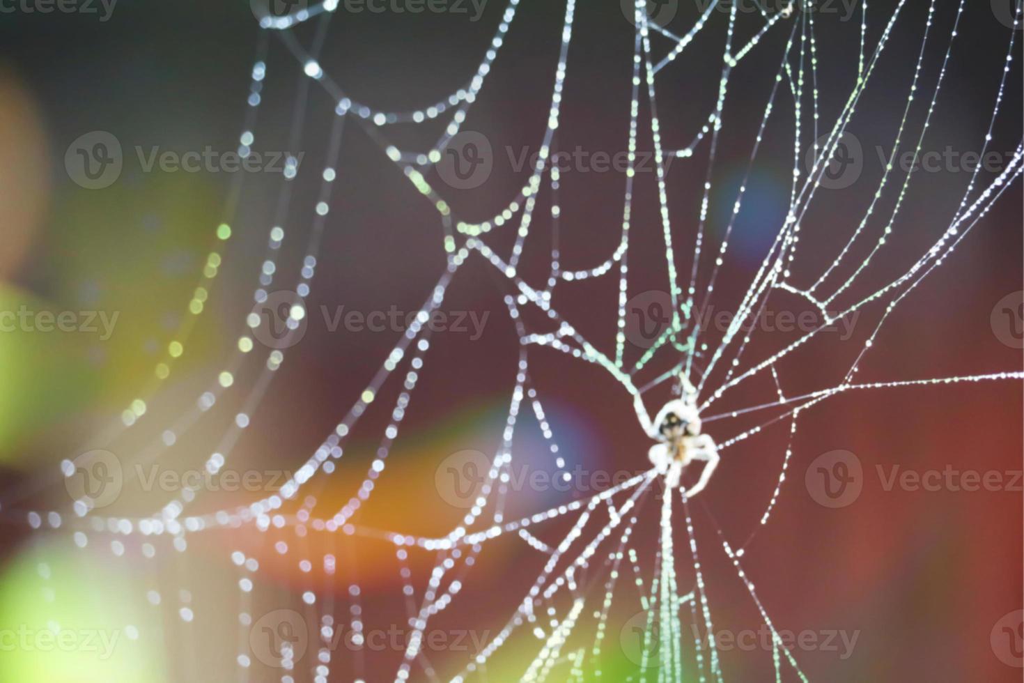 Blurred abstract spider on cobweb photo