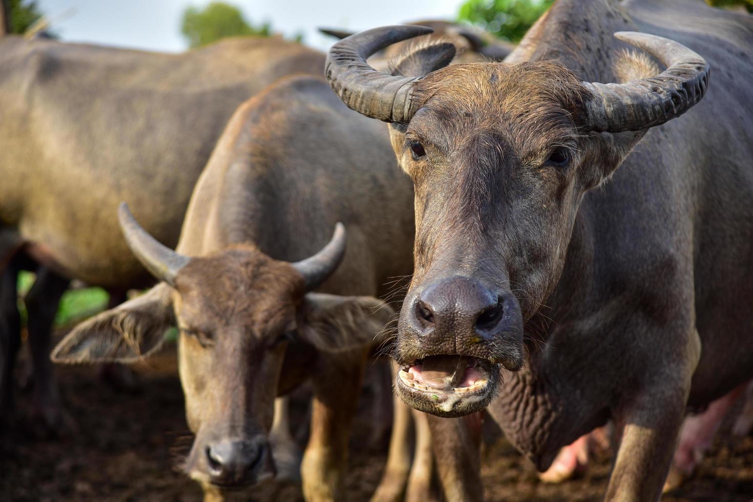 A close up image of Water Buffalo photo