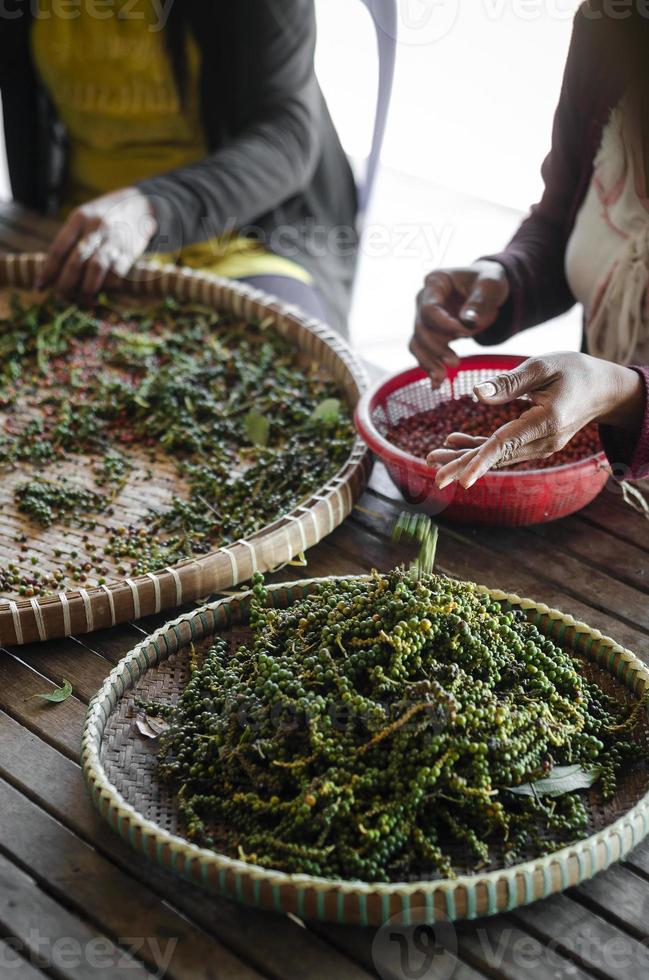 Farm workers sorting and selecting fresh pepper peppercorns on plantation in Kampot Cambodia photo