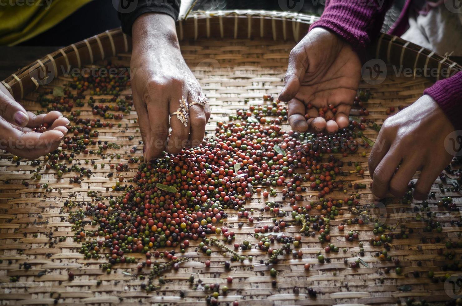 Los trabajadores agrícolas de clasificación y selección de granos de pimienta de pimienta fresca en una plantación en Kampot, Camboya foto