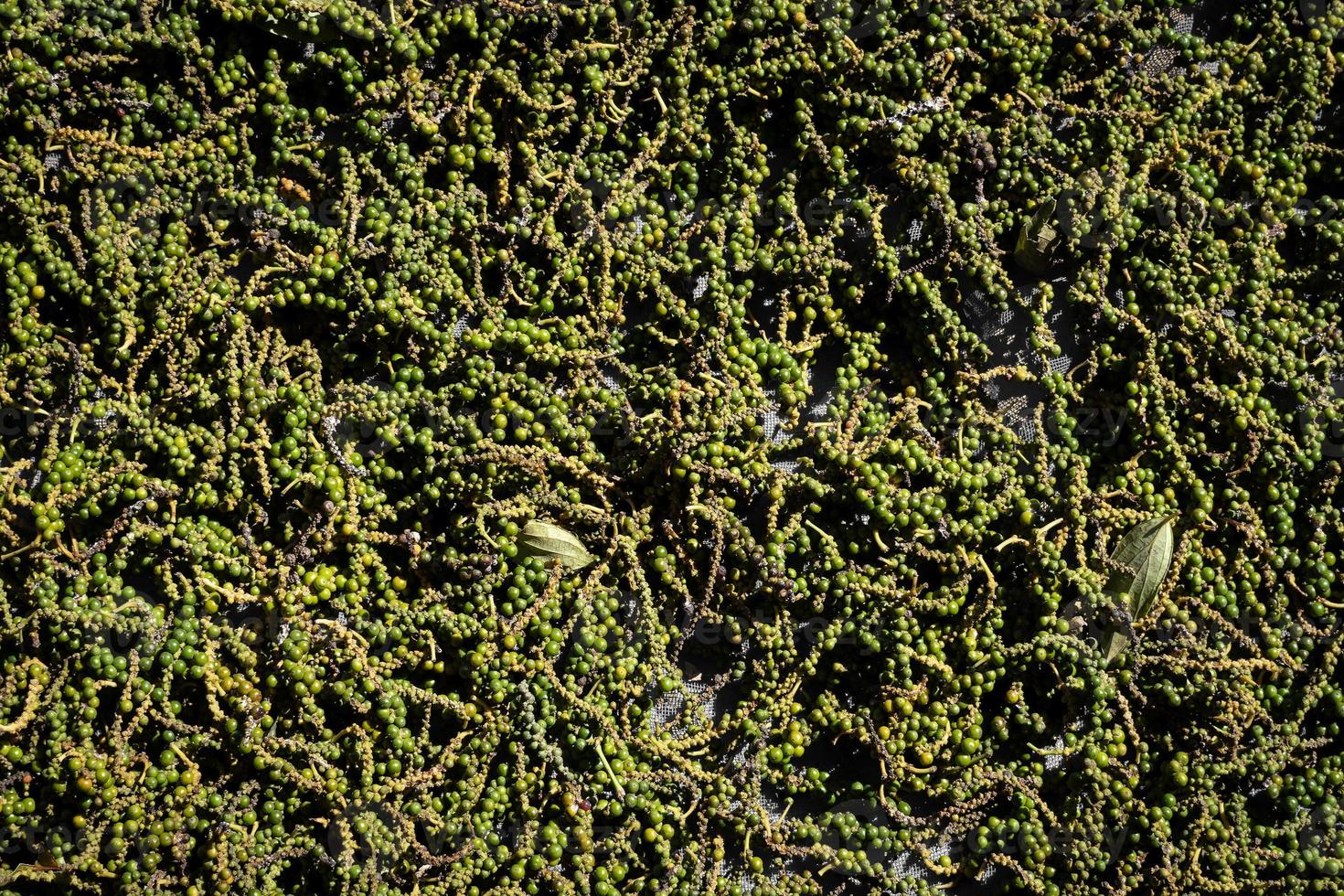 Las vainas de granos de pimienta verde Kampot orgánicos crudos recién cosechados en Camboya foto