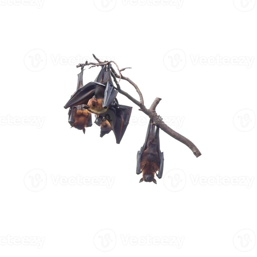 giant fruit bats hanging on branch isolated on white background photo