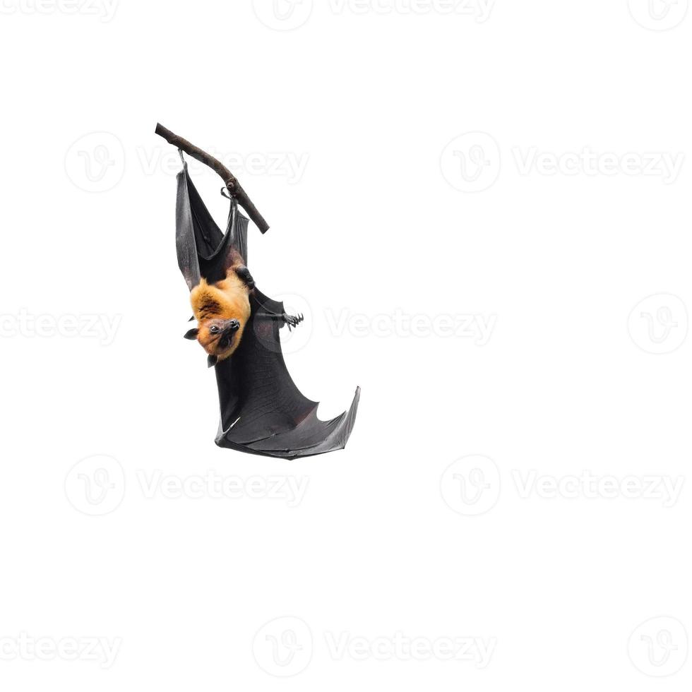 giant fruit bats hanging on branch isolated on white background photo