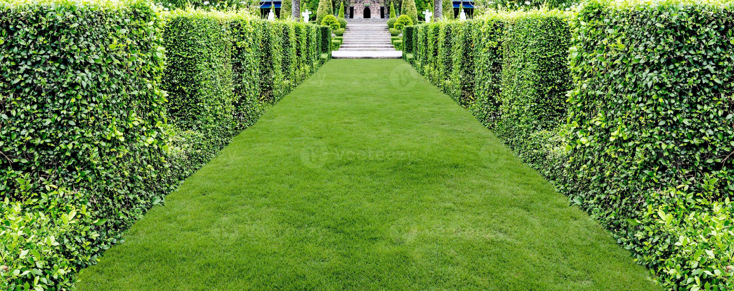 hermosa pasarela de hierba verde para el fondo foto