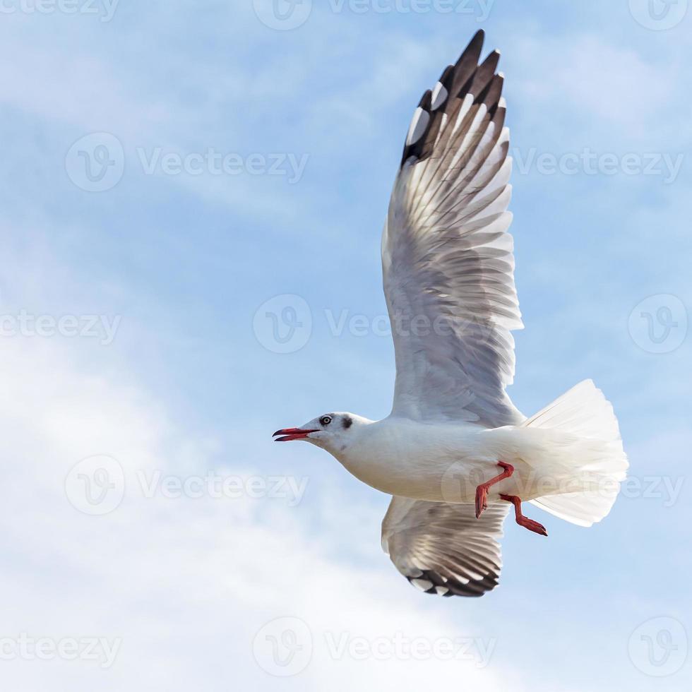 Seagull flying on blue sky background photo