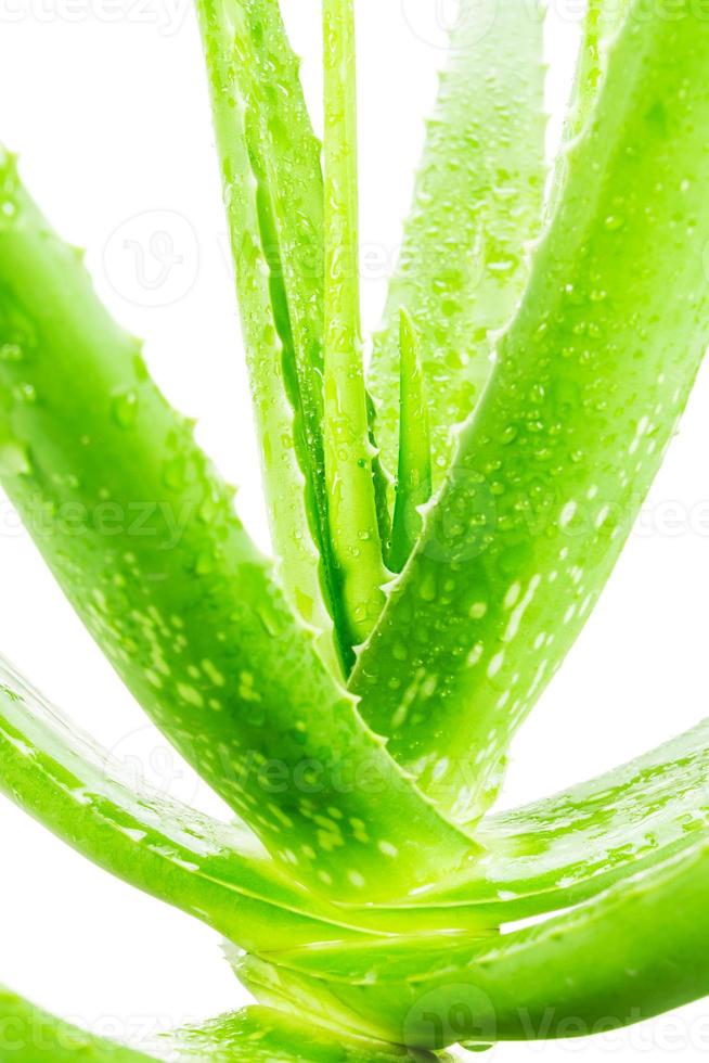 aloe vera sobre fondo blanco foto