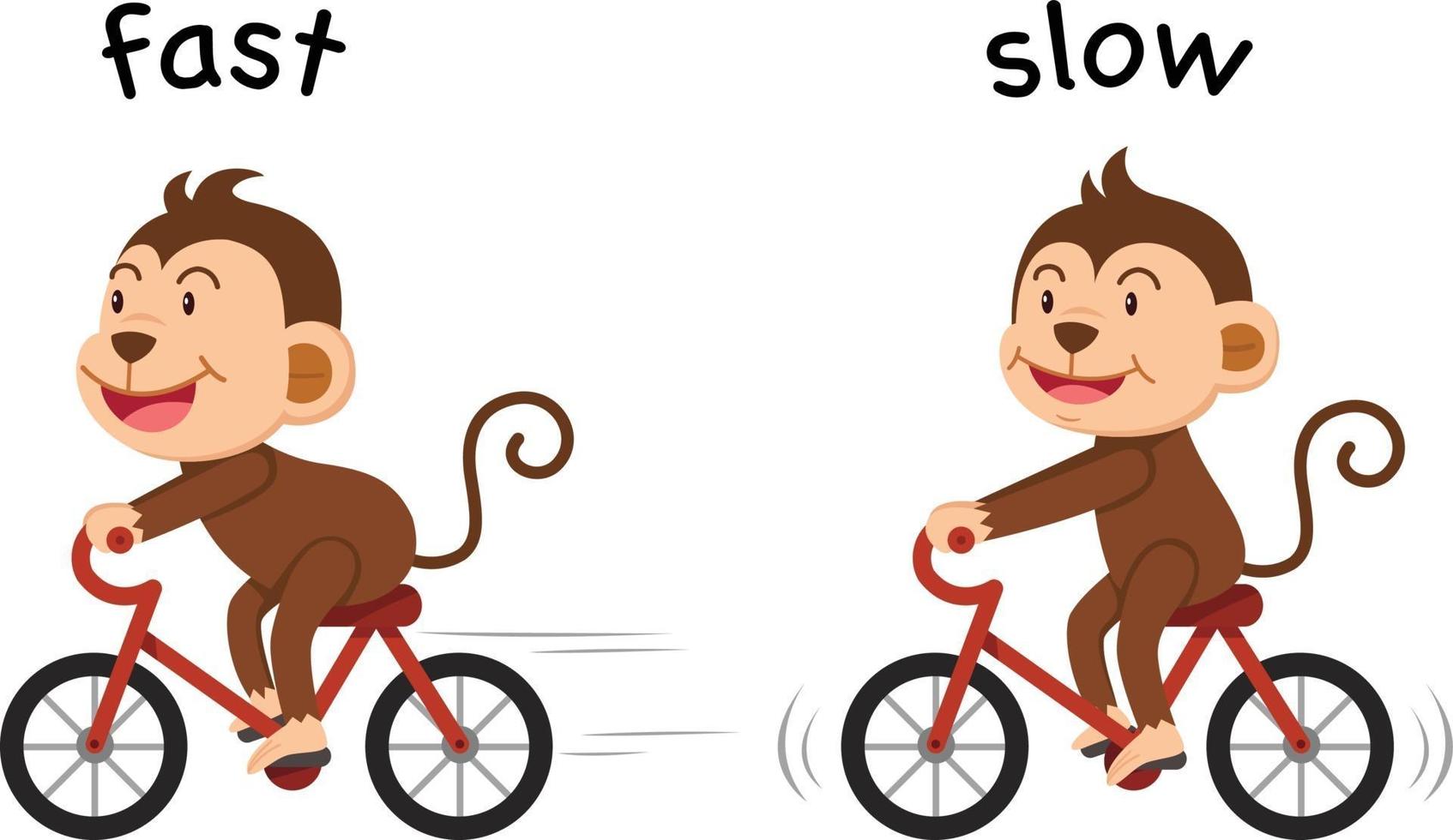 Opposite words fast and slow vector