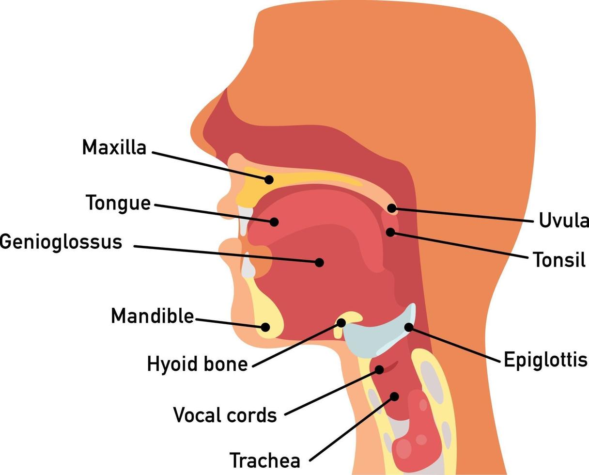 vector de anatomia de garganta