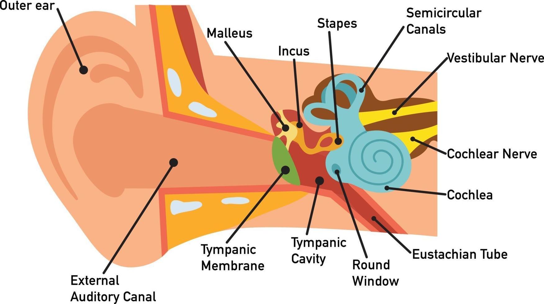 Ear anatomy diagram,vector vector