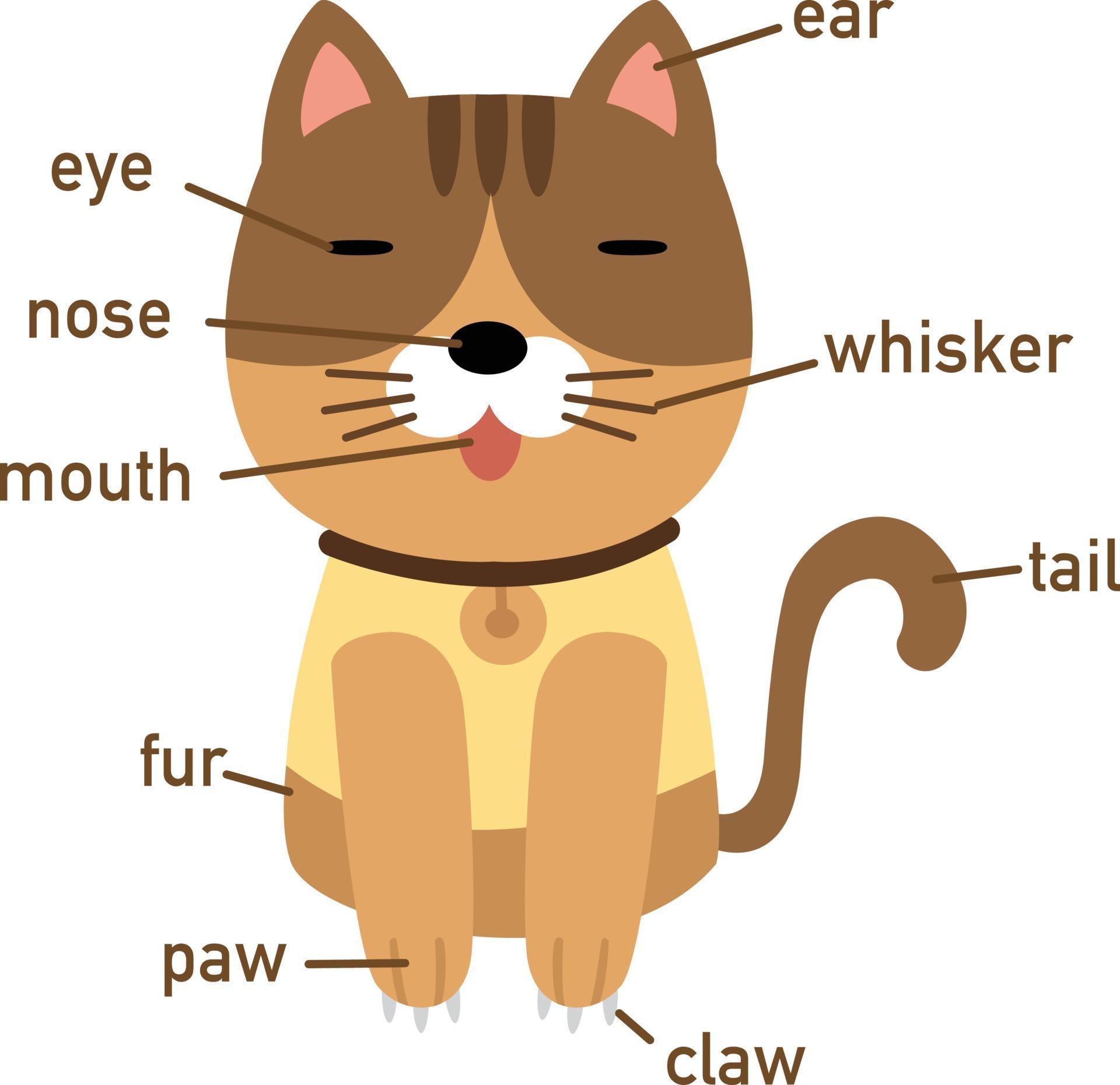 Включи английского кота. Части тела кошки на английском. Части тела кошки для детей. Название частей тела кота. Части тела животных для детей.