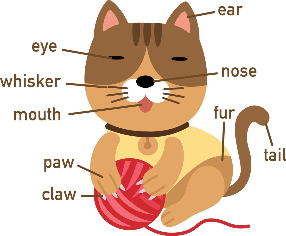 Ilustración de la parte del cuerpo del vocabulario del gato. vector