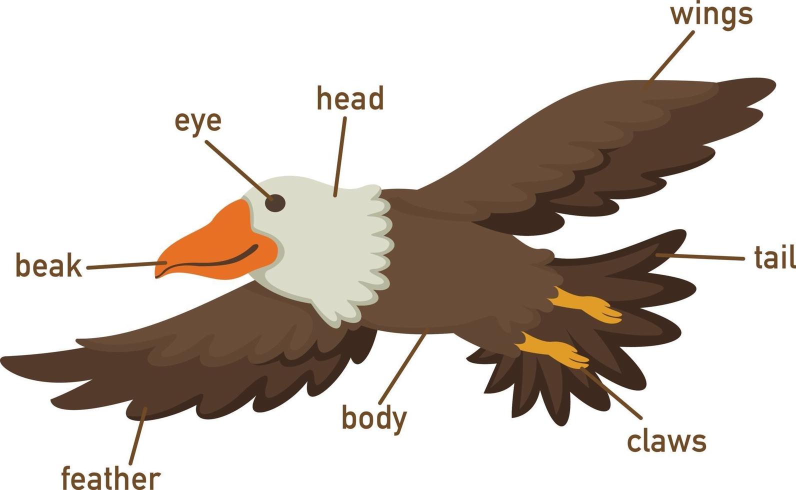 Illustration of eagles vocabulary part of body 3204491 Vector Art at