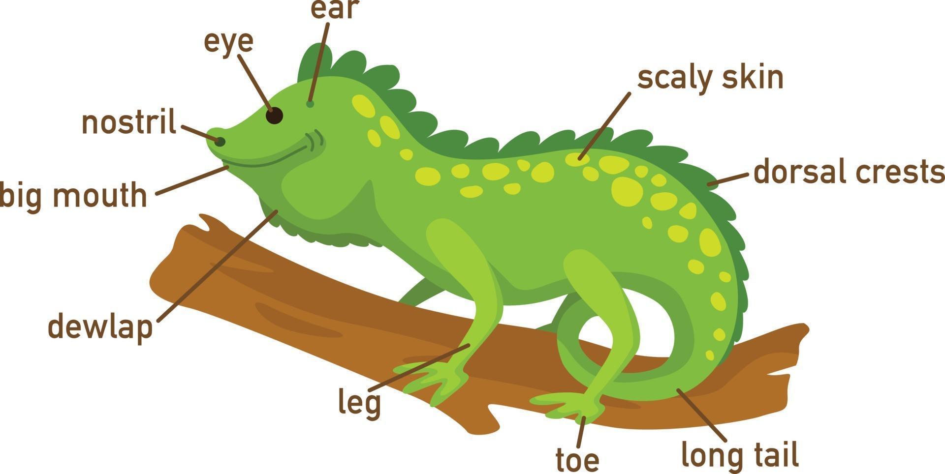 Ilustración de la parte del cuerpo del vocabulario de la iguana. vector