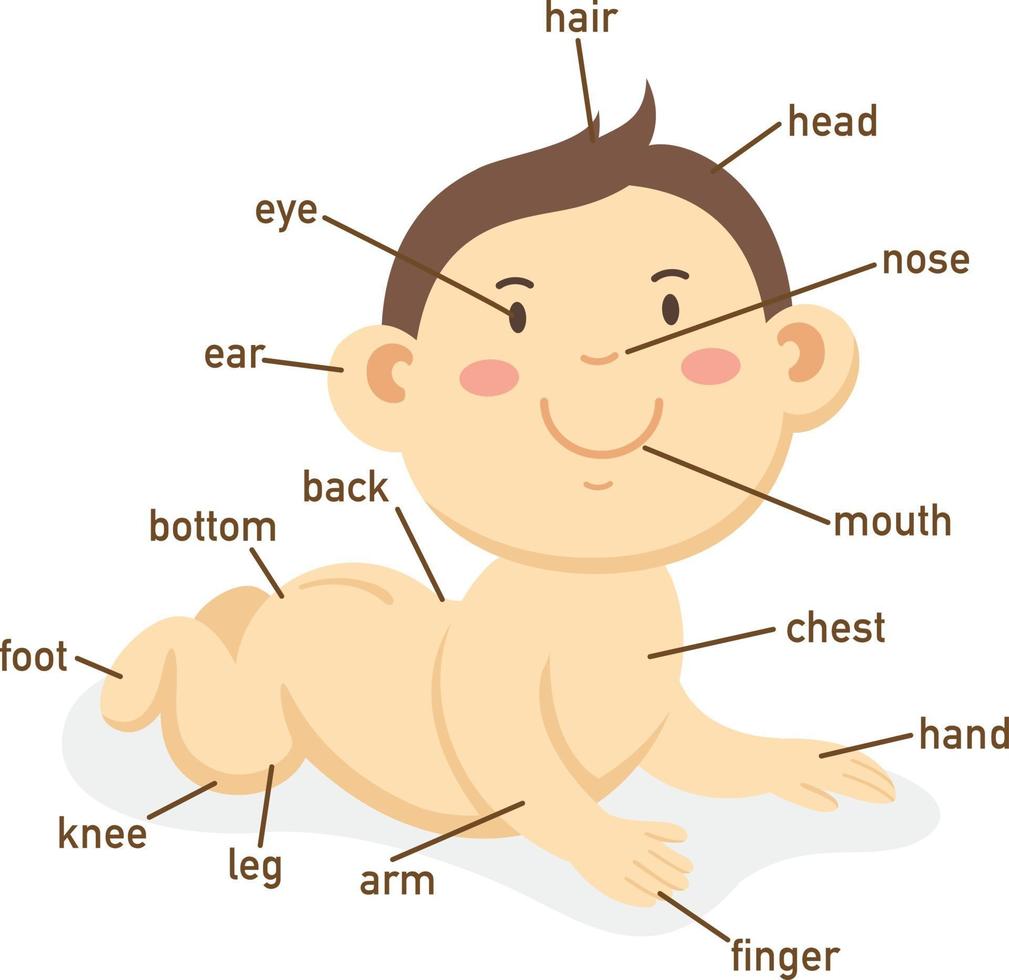 Ilustración de la parte del cuerpo del vocabulario. vector
