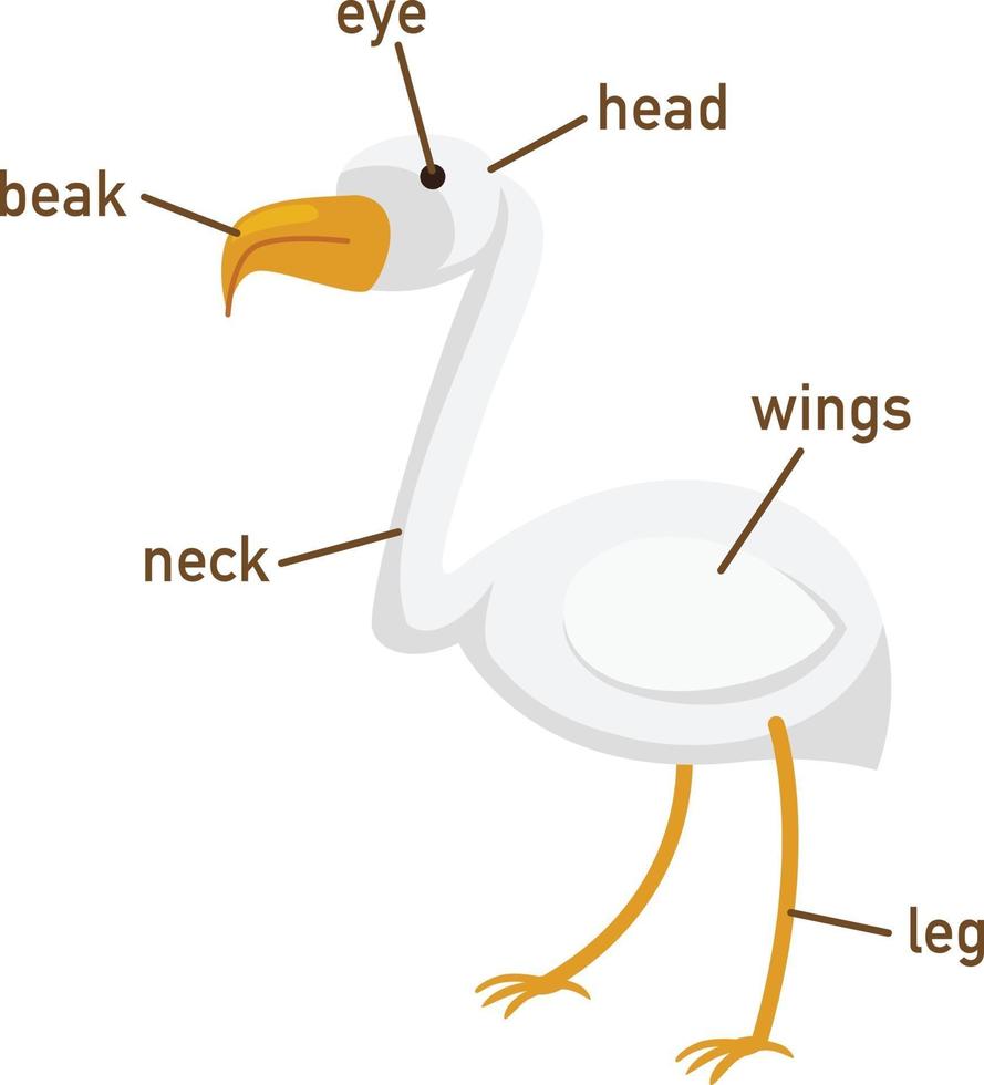 Illustration of egret vocabulary part of body vector