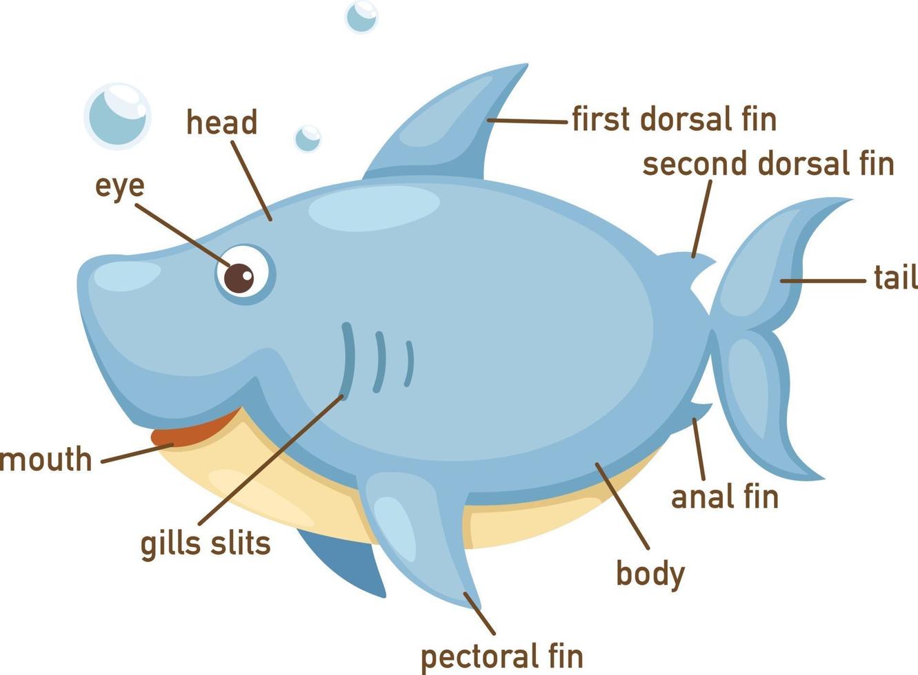 Ilustración de la parte del cuerpo del vocabulario de tiburón. 3204511 Vector en Vecteezy