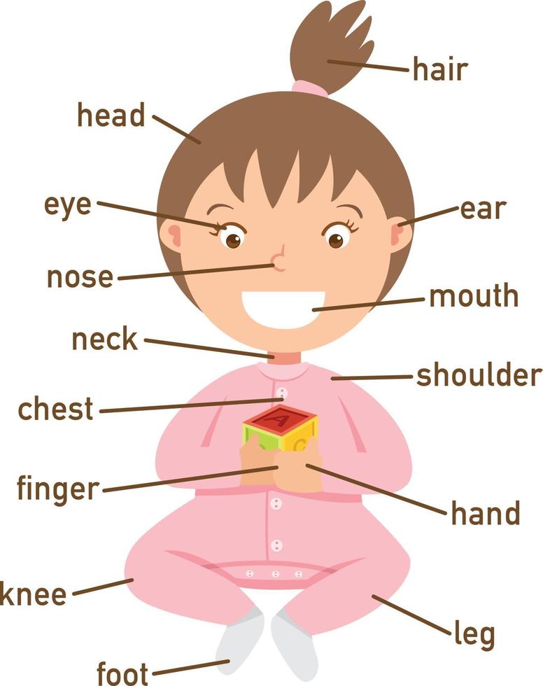 illustration of vocabulary part of body vector