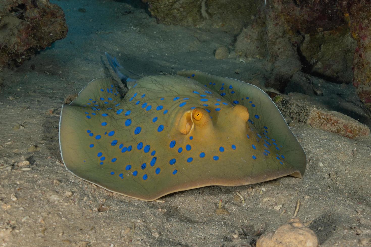 Blue spotted stingray On the seabed  in the Red Sea photo