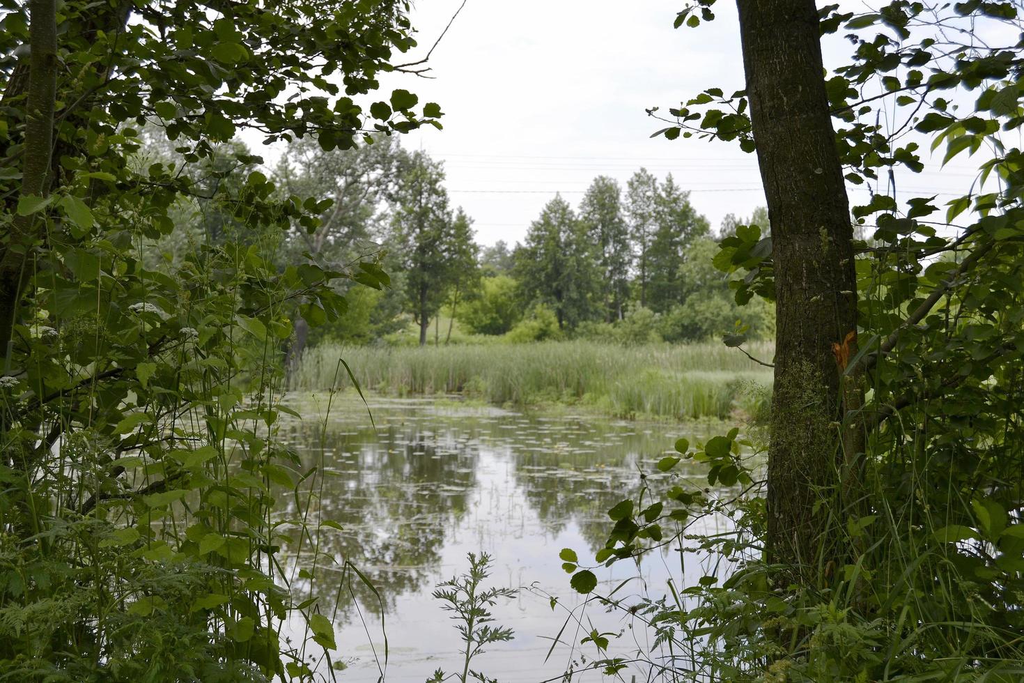 Beautiful grass swamp reed growing on shore reservoir photo