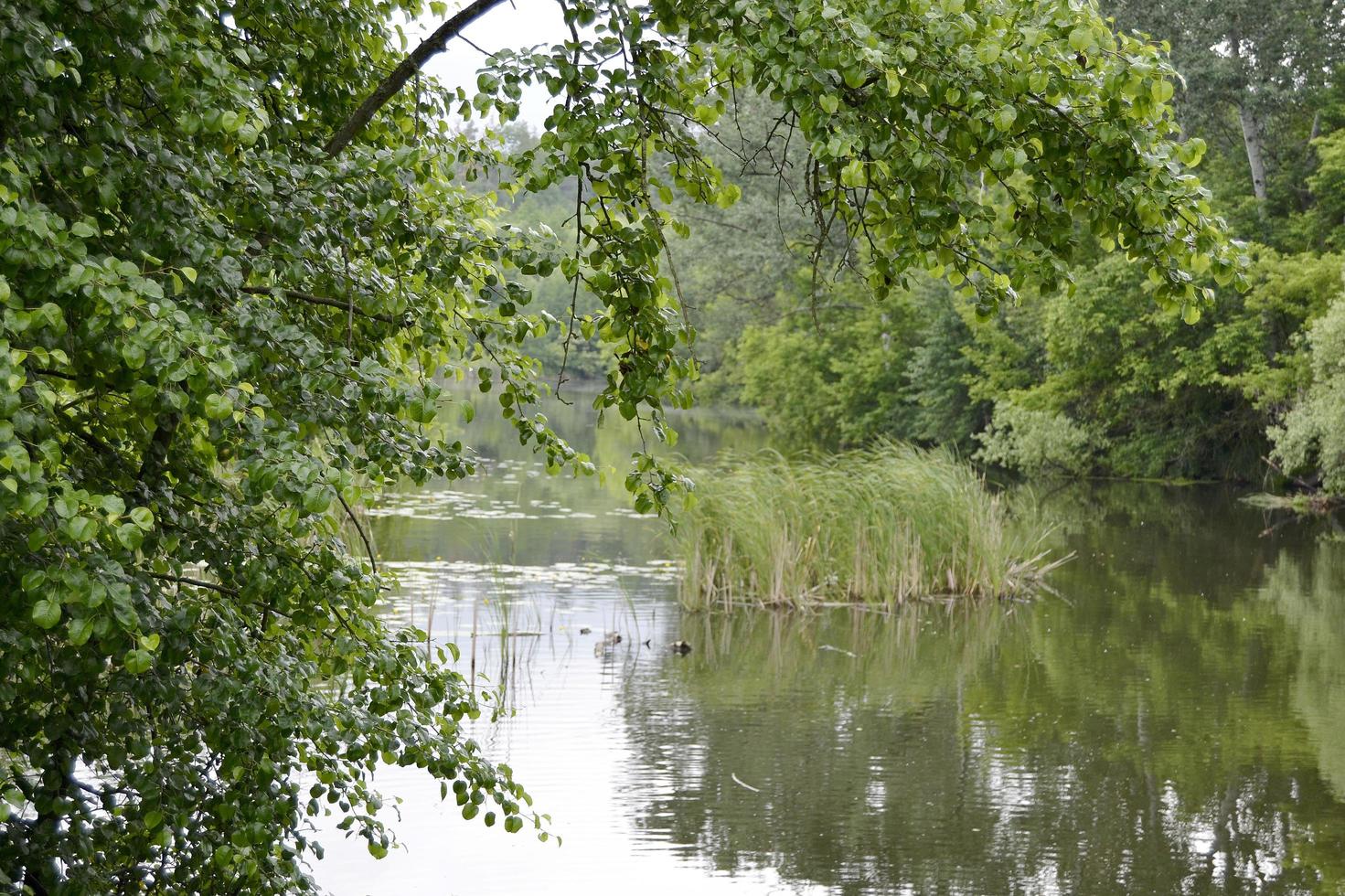 Hermoso pantano de hierba reed que crece en la orilla del depósito foto