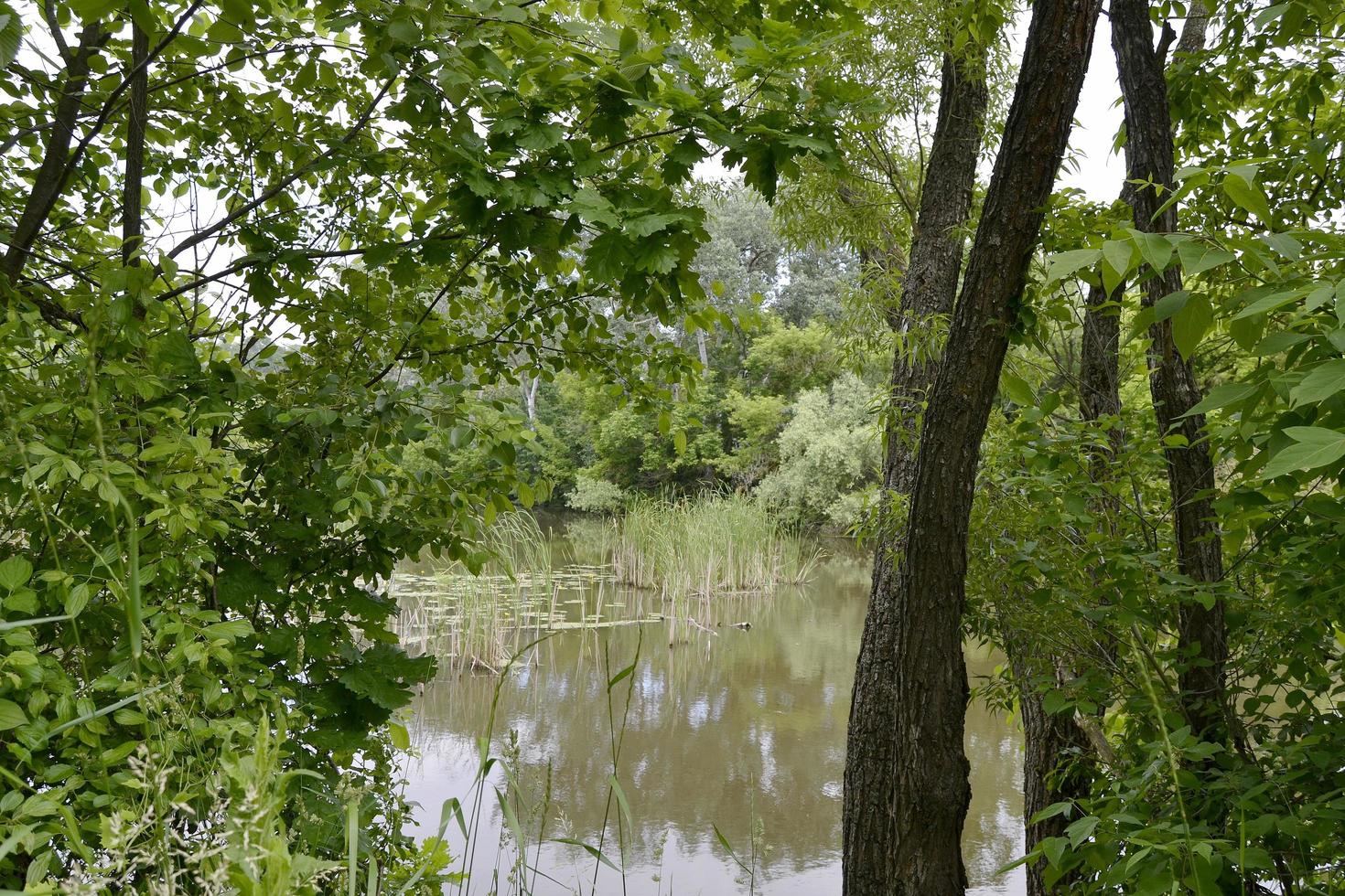 Beautiful grass swamp reed growing on shore reservoir photo