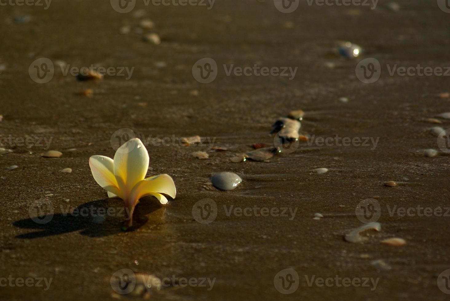 Frangipani flowers fall on the sandy beach with rocks and shells photo