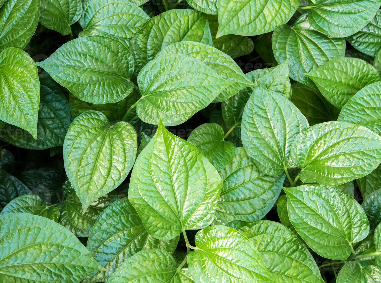 Leaves of Piper sarmentosum, Herb plant background photo