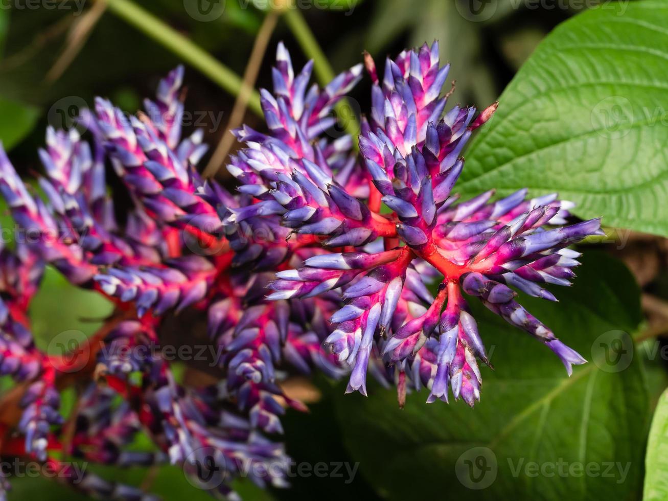 aechmea blue tango bromeliad blue and red plant, beautiful purple foto