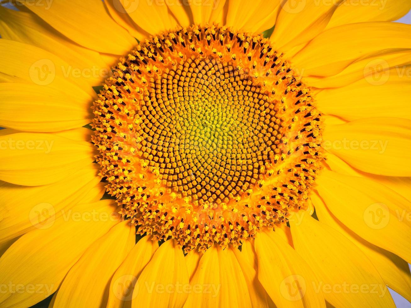 Sunflower flower photo on the front with details