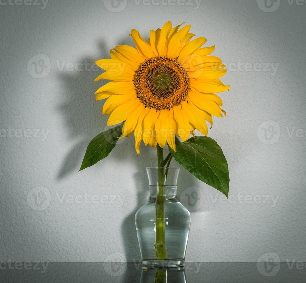 Girasol en un jarrón transparente sobre un estante oscuro, fondo blanco. foto