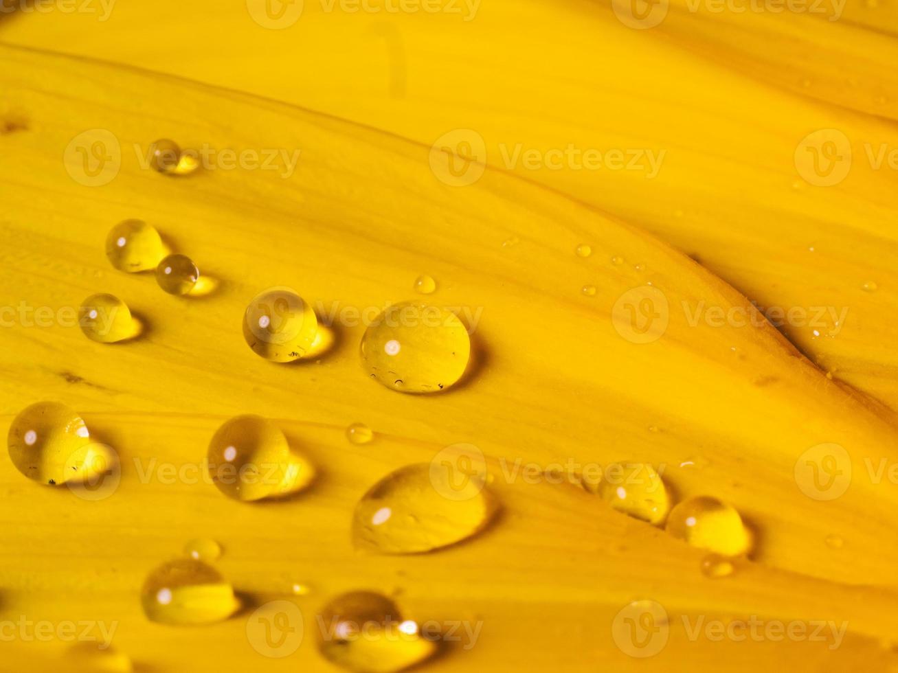 Dew drops on the flower of the sunflower, macro photo