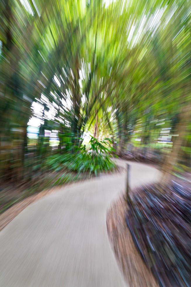 Abstract blur walkway in bamboo garden photo