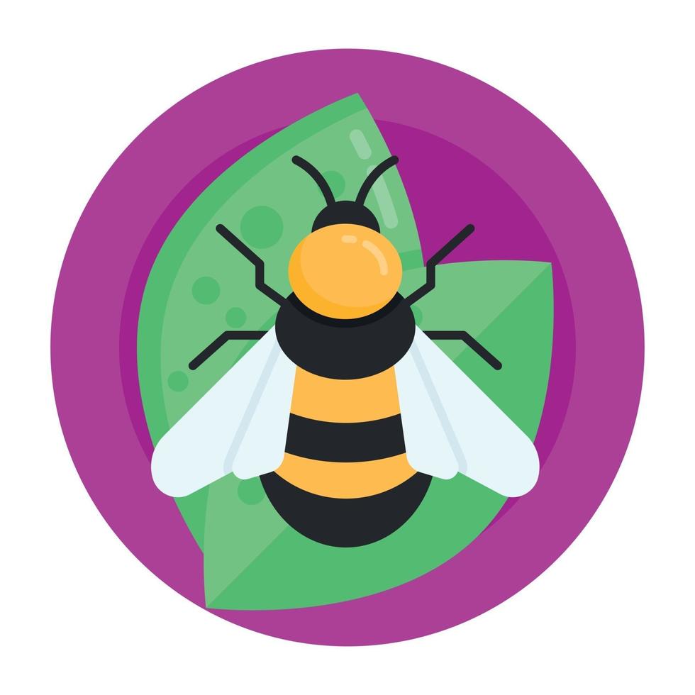 Honey Bee and Insect vector