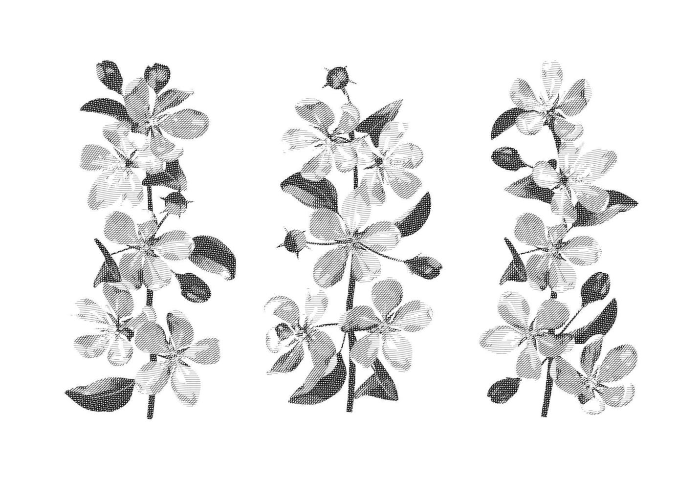 Hatched vector drawing of cherry blossom branches