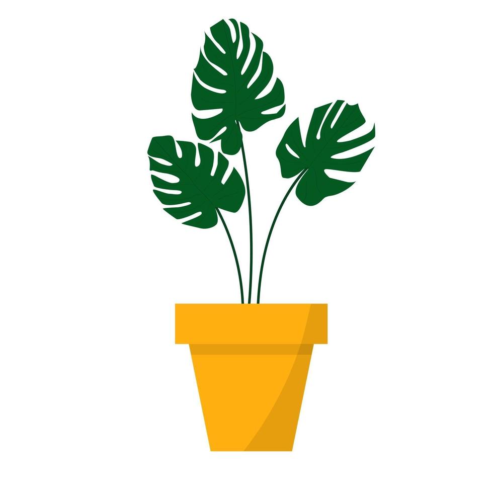 Houseplant Monstera Deliciosa in stylish pot. vector