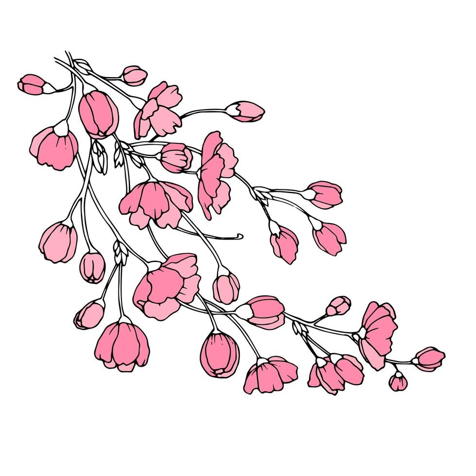Vector illustration. Designer Sakura. Branch of Japanese cherry
