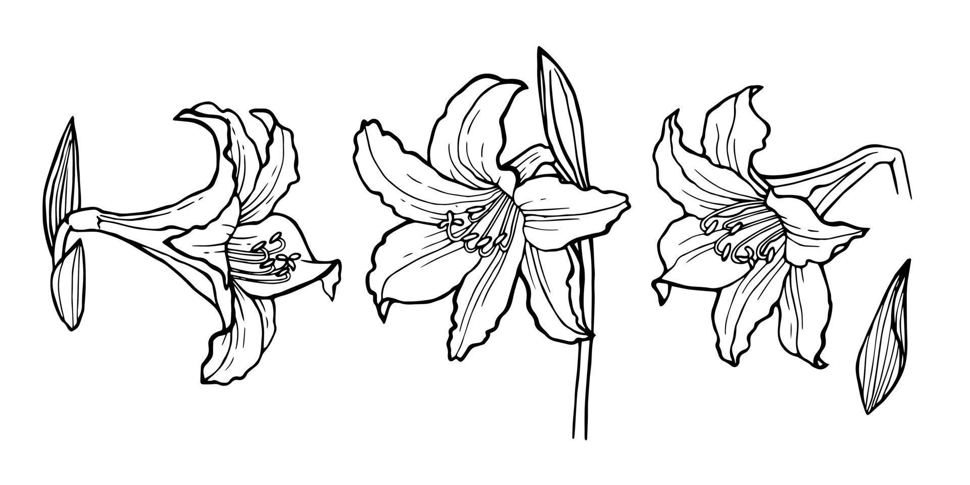 capullos de flor de lirio y detalles de hojas en gráficos en blanco y negro. vector