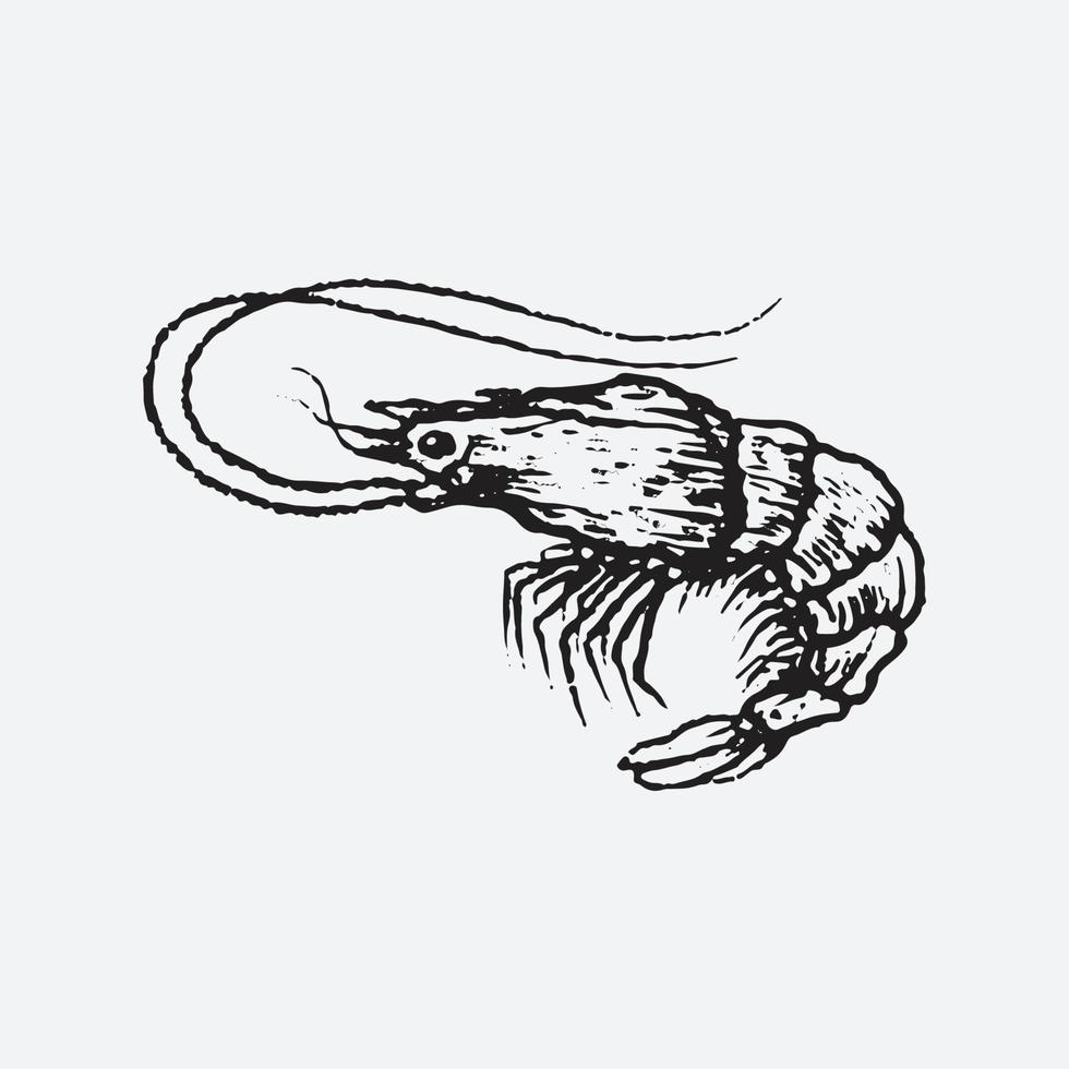 Shrimp drawing illustration vector