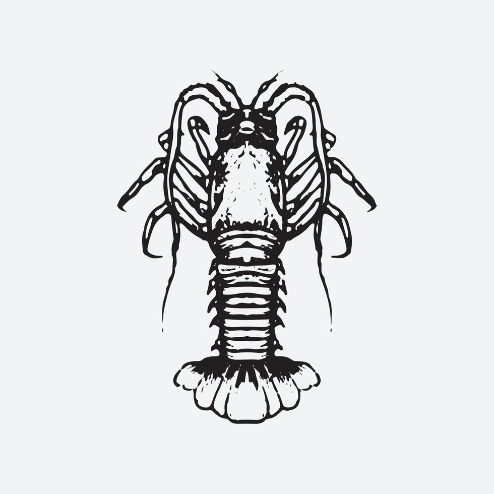 Shrimp drawing illustration vector