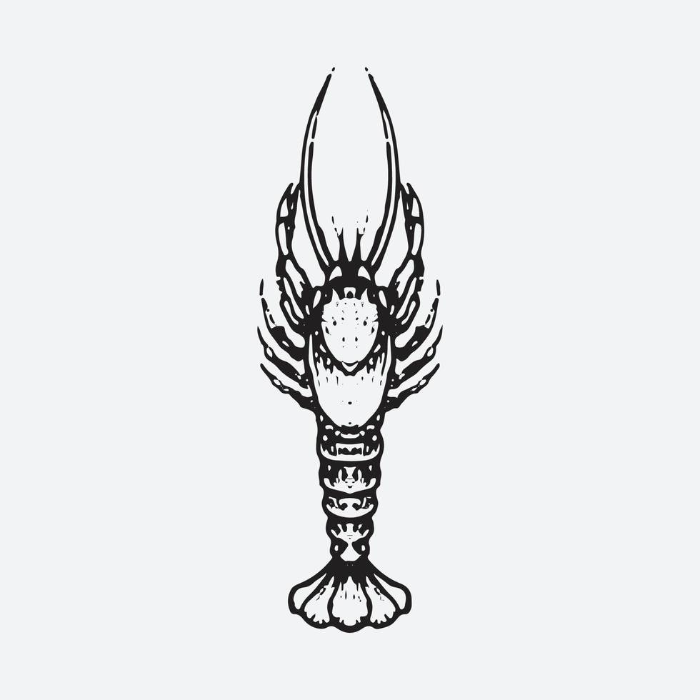 Shrimp drawing illustration vector