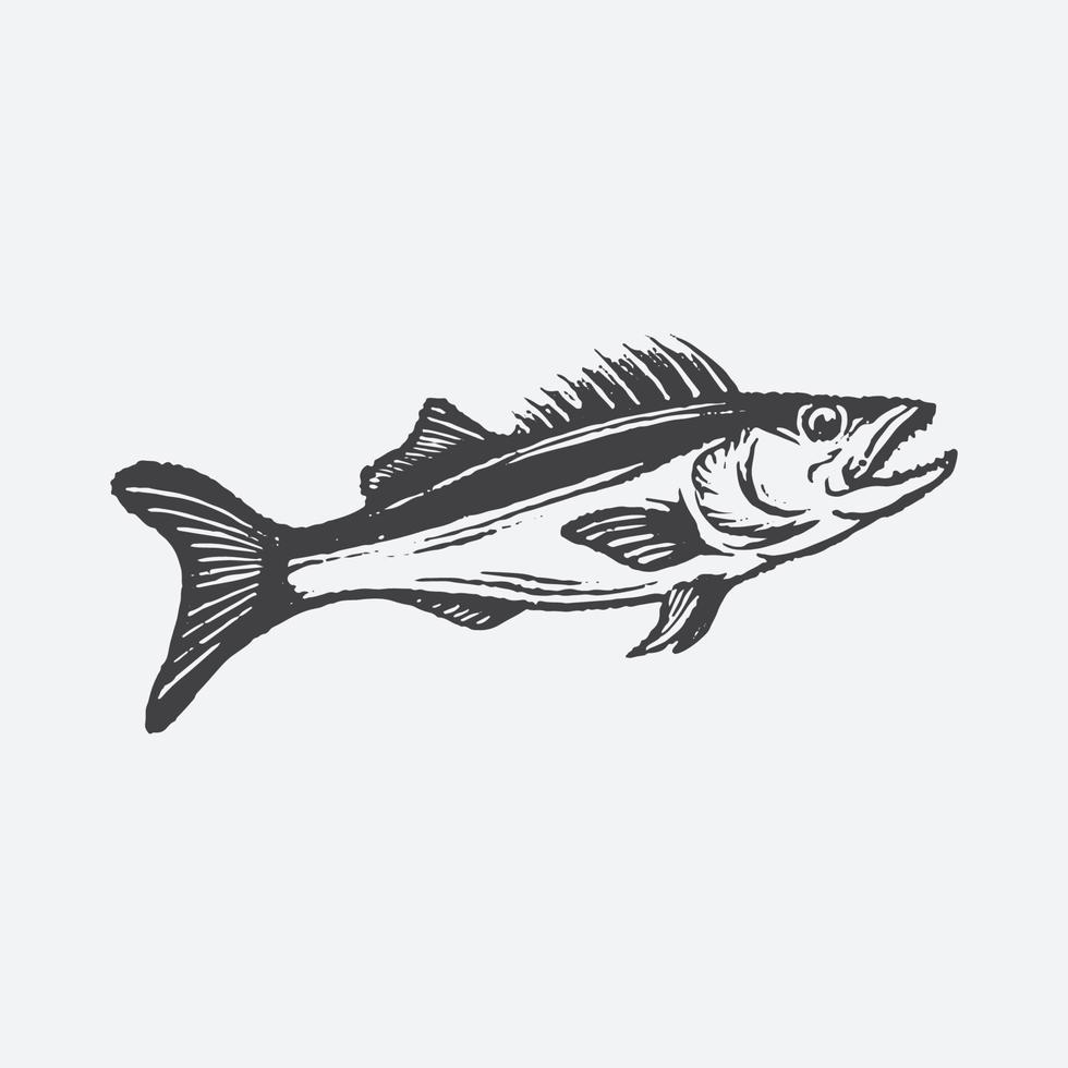 Salmon fish drawing vector